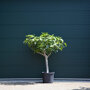 Ficus carcia stamdikte 20 - 25 cm +  totaalhoogte 150 - 175 cm