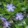 Vinca minor, maagdenpalm