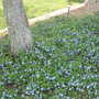 Vinca minor, maagdenpalm