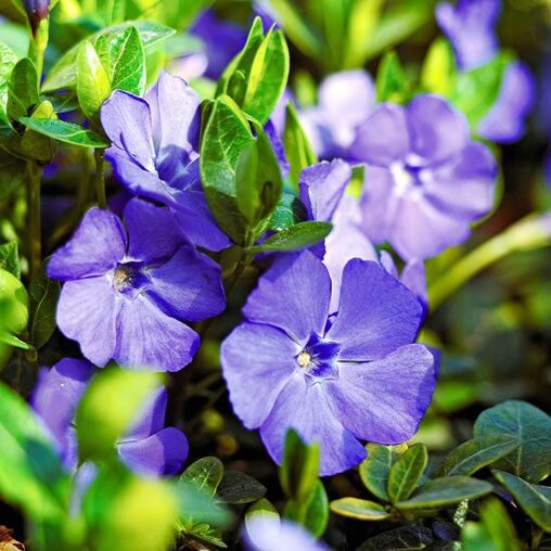 Vinca minor, maagdenpalm