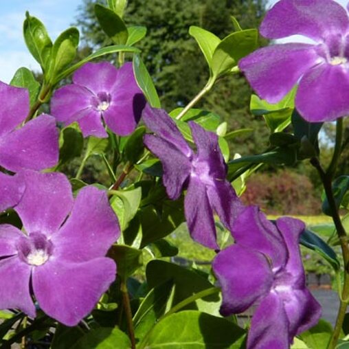 Vinca minor 'Atropurpurea' bloemen