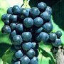 Blauwe druif