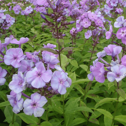 Vlambloem paarsblauw