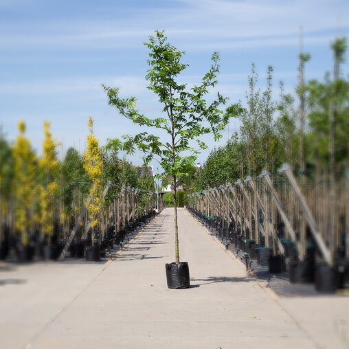 Vleugelnoot 3 tot 4 meter