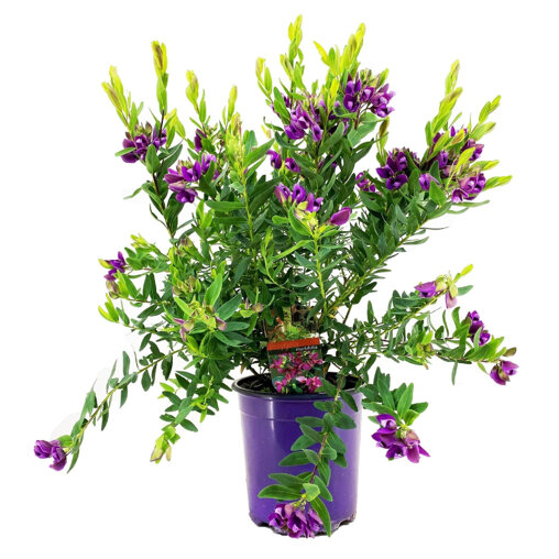 Vleugeltjesbloem in kweekpot