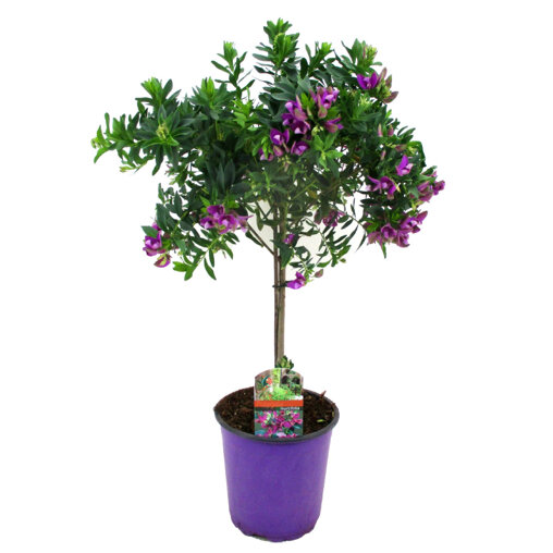 Vleugeltjesbloem op stam