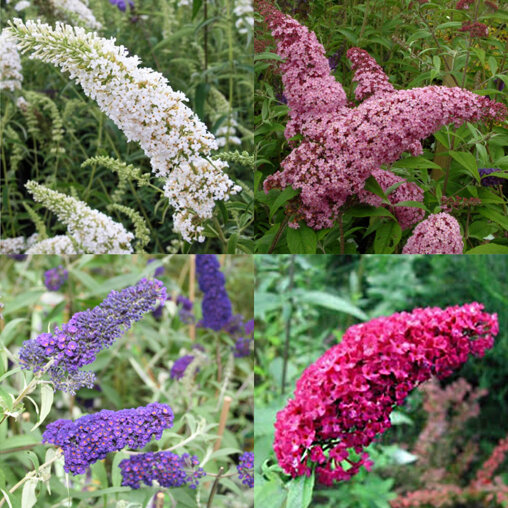 Vlinderstruik 4 kleuren mix