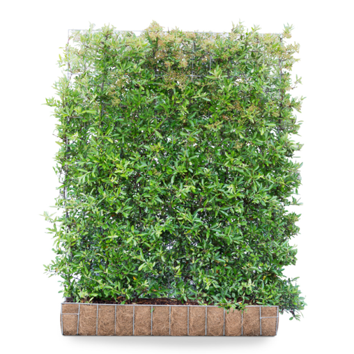 Vuurdoorn (Mobilane kant en klaar haag)