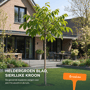 Walnotenboom 'Broadview'