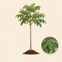 Walnotenboom 'Broadview'