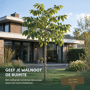 Walnotenboom