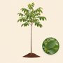 Walnotenboom