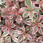 Weigela florida Monet ® blad