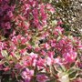 Weigela florida Monet ®