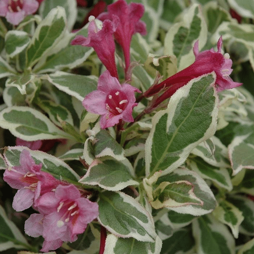 Weigela florida Monet ®