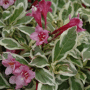 Weigela florida Monet ®
