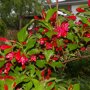 Weigela 'Red Prince'