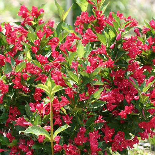 Weigela 'Red Prince'