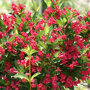 Weigela 'Red Prince'