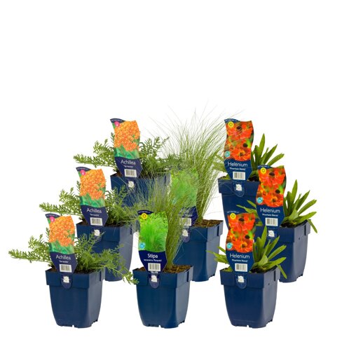 Borderpakket Wild & Fire