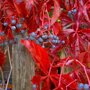 Parthenocissus quinquefolia 'Engelmannii'