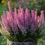 Winterheide roze in pot