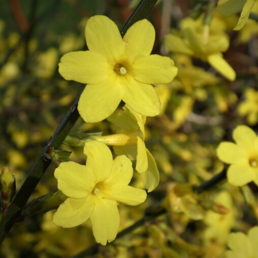 Winterjasmijn Jasminum nudiflorum