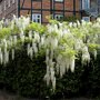 Wisteria sinensis 'Alba'
