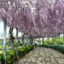 Wisteria floribunda 'Rosea'