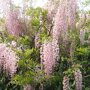 Wisteria floribunda 'Rosea'