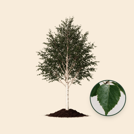 Witte himalaya berk