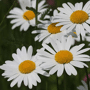 Witte margriet