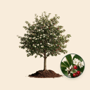 Witte meidoorn