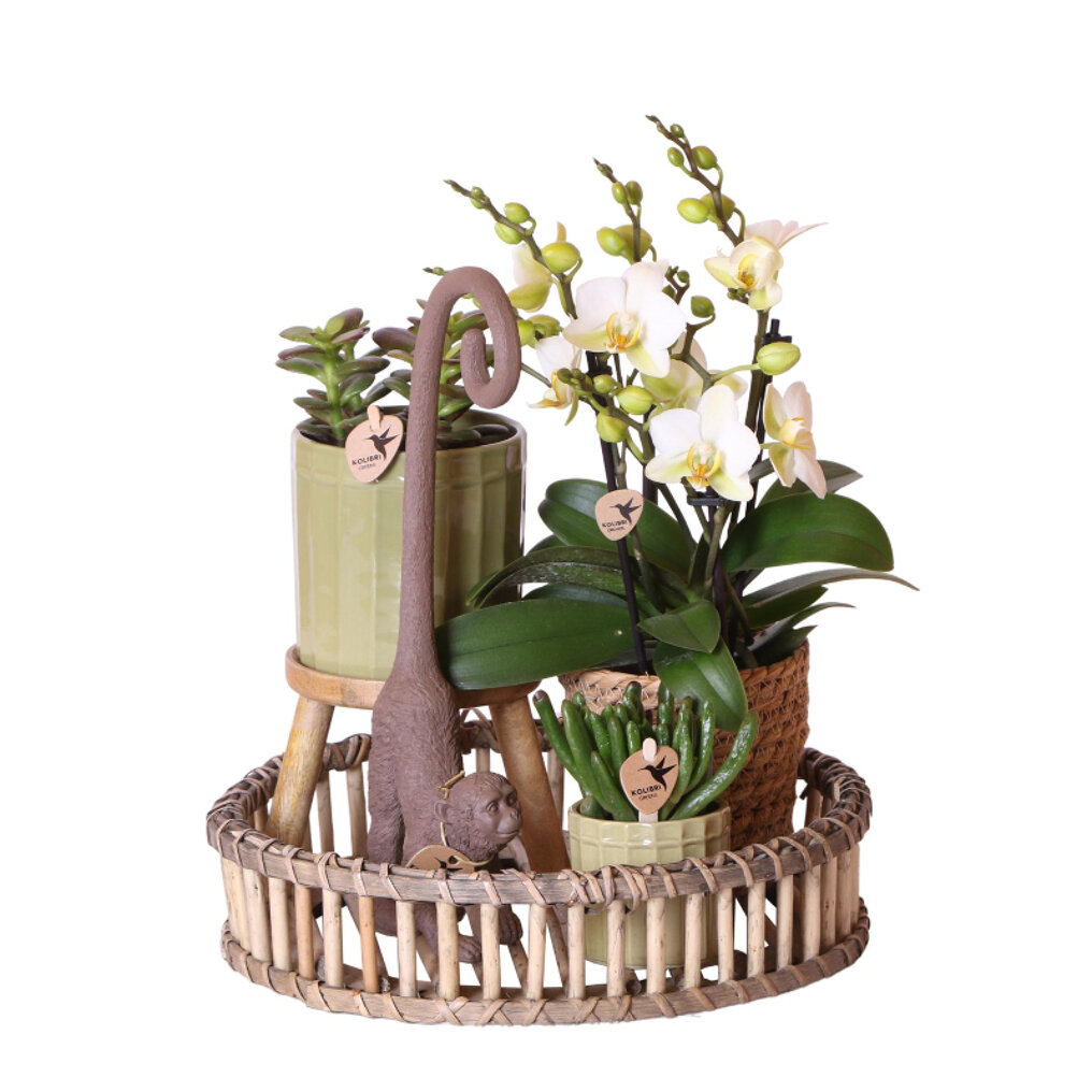 Witte orchidee en groene planten houten schaal kopen? Tuincentrum.nl bezorgt ✓ Snel huis ✓ Advies voor en na aankoop