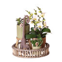 Witte orchidee en groene planten in houten schaal