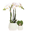 Witte orchidee en hartjesplant in sierpotten
