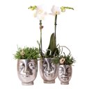 Witte orchidee en Rhipsalis in keramieken potten
