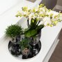 Witte orchidee en Rhipsalis in keramieken potten