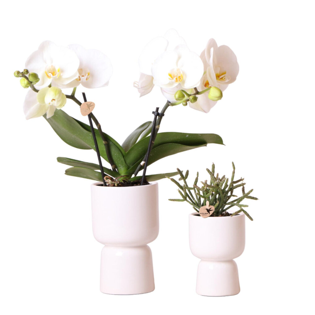 Kunstmatig Willen Treble Witte orchidee en Rhipsalis in sierpotten kopen? Tuincentrum.nl bezorgt ✓  Snel in huis ✓ Advies voor en na aankoop