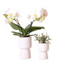 Witte orchidee en Rhipsalis in sierpotten
