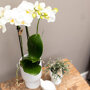 Witte orchidee en Rhipsalis in sierpotten