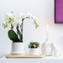 Witte orchidee en Rhipsalis op bamboe schaal