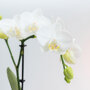 Witte orchidee en Rhipsalis op bamboe schaal
