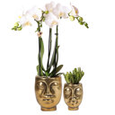 Witte orchidee en succulent in gouden potten