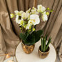 Witte orchidee en succulent in gouden potten