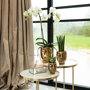 Witte orchidee en succulent in gouden potten