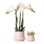 Witte orchidee en succulent Miranda in sierpotten