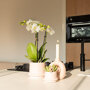 Witte orchidee en succulent Miranda in sierpotten