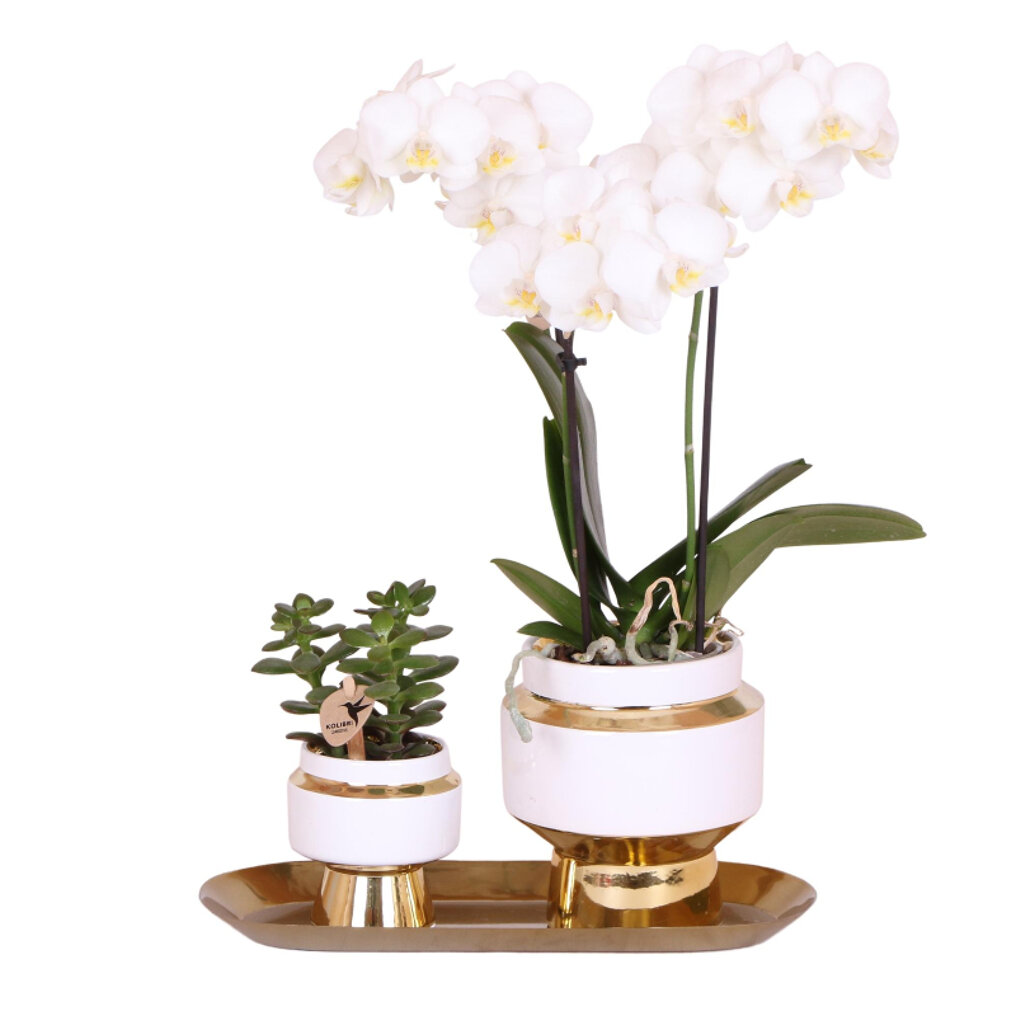Witte orchidee en succulent op dienblad kopen? bezorgt ✓ Snel in huis ✓ Advies voor en na aankoop