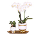 Witte orchidee en succulent op dienblad